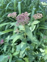 Spiraea japonica