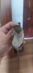 Tschudi's Colilargo photo 2