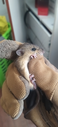 destructive pygmy rice rat (Oligoryzomys destructor) — Least Concern Mammalia