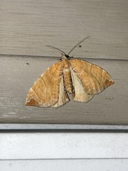 Eulithis molliculata