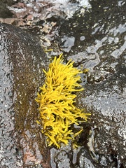 Ahnfeltiopsis concinna