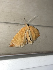 Eulithis molliculata