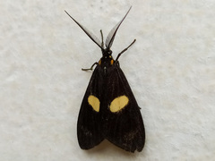Dioptinae