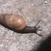 Decollate Snail - Photo (c) Alberto López Osorio, some rights reserved (CC BY-NC)