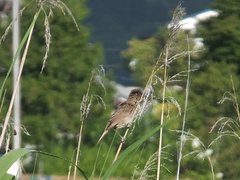 Acrocephalus orientalis