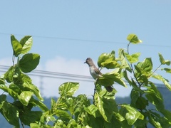 Acrocephalus orientalis