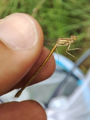 Platycnemis acutipennis