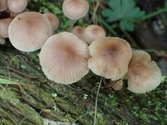 Mycena clarkeana