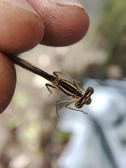 Platycnemis acutipennis