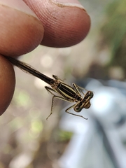 Platycnemis acutipennis