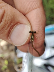 Platycnemis acutipennis
