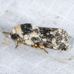 Sympistis singularis