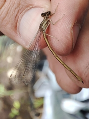 Platycnemis acutipennis