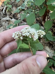 Spiraea corymbosa