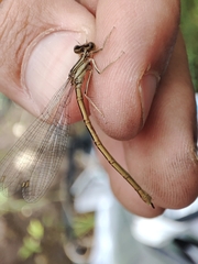 Platycnemis acutipennis