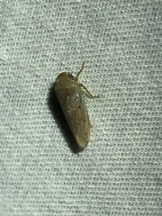Polana