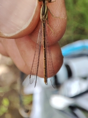 Platycnemis acutipennis