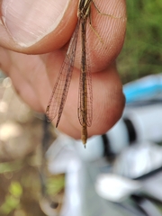 Platycnemis acutipennis
