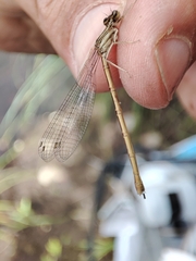 Platycnemis acutipennis