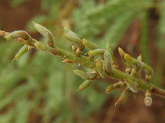 Asphondylia prosopidis