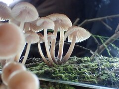 Mycena clarkeana