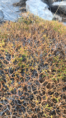 Eriogonum heermannii