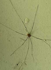 Leiobunum aldrichi