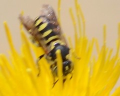 Dianthidium