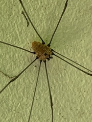 Leiobunum aldrichi