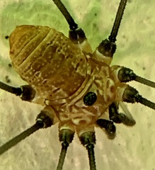 Leiobunum aldrichi