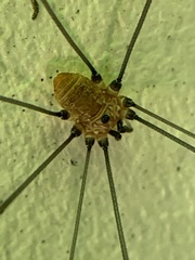 Leiobunum aldrichi