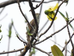 Iole viridescens cinnamomeoventris