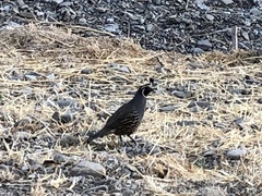 Callipepla californica