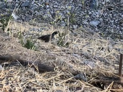 Callipepla californica