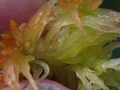 Sphagnum pacificum