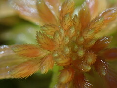 Sphagnum pacificum