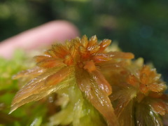 Sphagnum pacificum