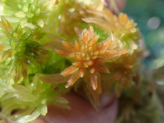 Sphagnum pacificum