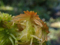 Sphagnum pacificum