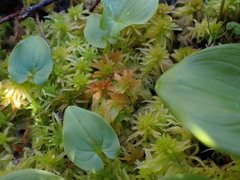 Sphagnum pacificum