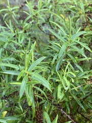 Veronica stenophylla