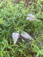 Veronica stenophylla