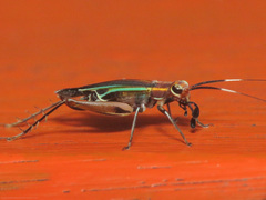Phylloscyrtus