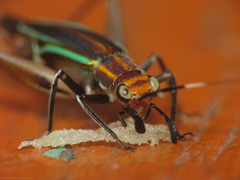 Phylloscyrtus