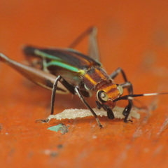 Phylloscyrtus