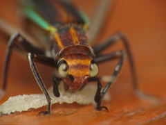 Phylloscyrtus