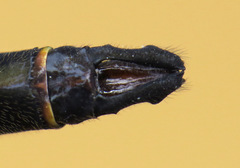 Somatochlora linearis