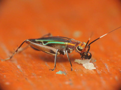 Phylloscyrtus