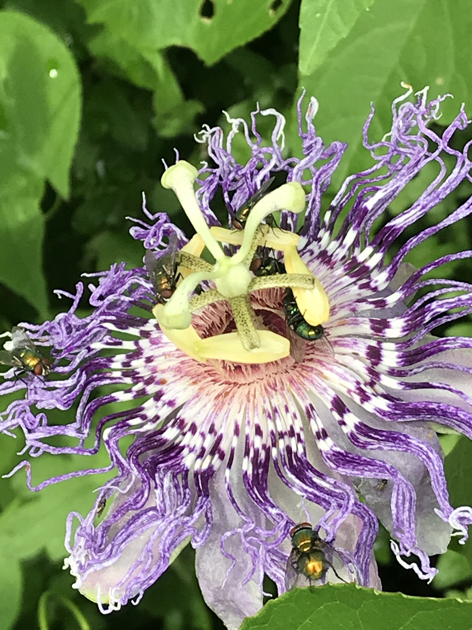 Fleischfarbene Passionsblume (Passiflora incarnata): Herkunft und Verwendung — foto 3