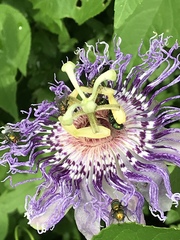 Fleischfarbene Passionsblume (Passiflora incarnata): Herkunft und Verwendung — Foto 3